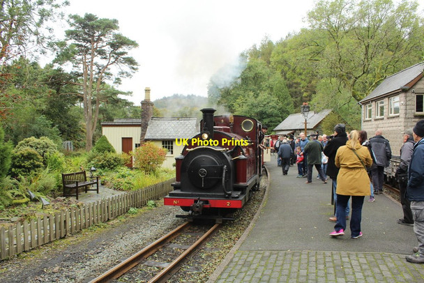 Photo 6"x4" Prince at Tan-y-Bwlch Tan-y-bwlch\/SH6540 c2019