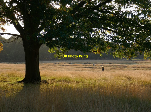 Photo 6"x4" View across Pond Slade in October Kingston Upon Thames c2019
