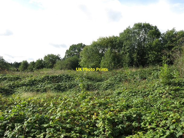 Photo 6"x4" Scruffy vegetation by Mount Vernon Hospital Northwood\/TQ0991 c2019