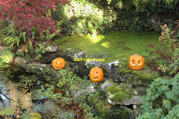 Photo 6"x4" Three pumpkins in a pond Mochdre\/SH8278 c2019