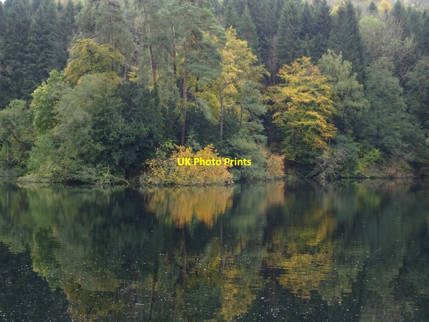 Photo 6"x4" Trees reflected in Parkmill Pond Nailsworth c2019