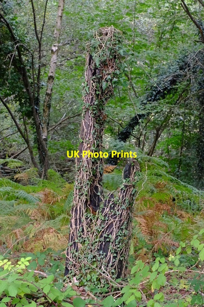 Photo 6"x4" Remains of railway fence Clements End c2019