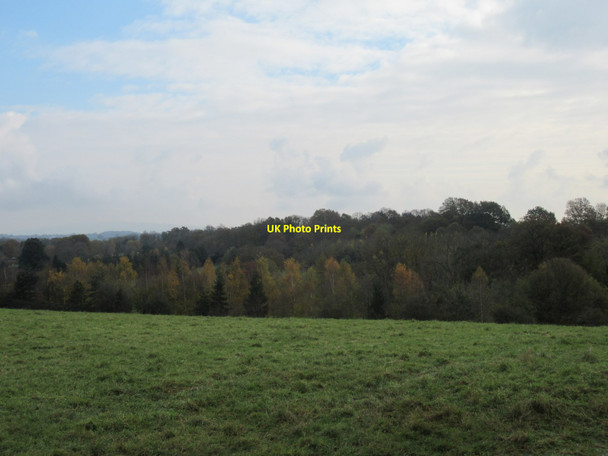 Photo 6"x4" Woods on the side of Ox Hill Great Malvern c2019