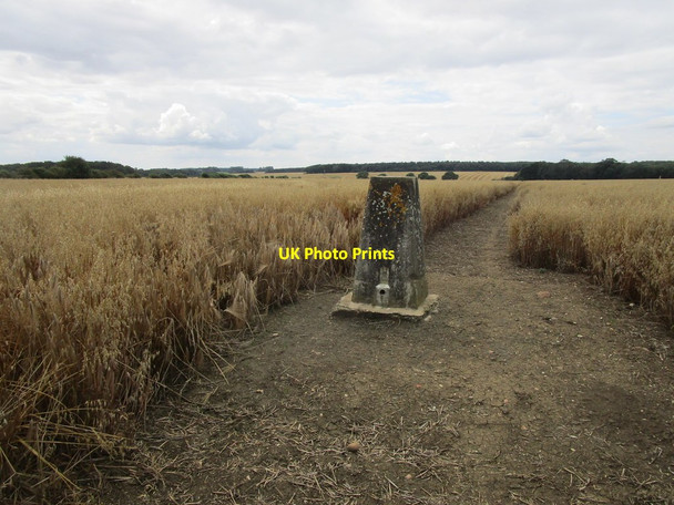 Photo 6"x4" Trig point and footpath across a field of oats Blatherwycke c2019