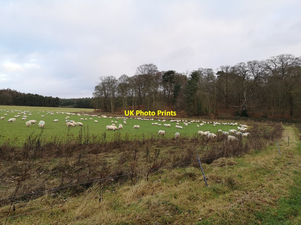 Photo 6"x4" Woodland near Hardwick Village Hardwick Village c2020