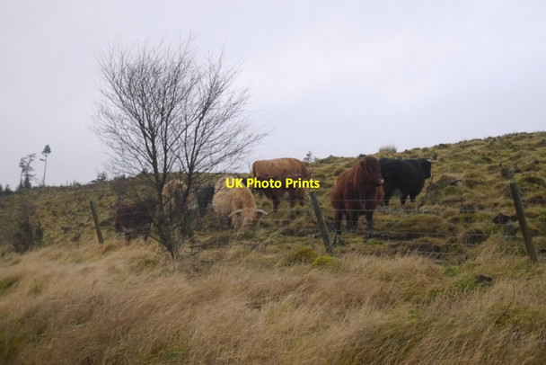 Photo 6"x4" Cattle, Altbreck Saval c2020