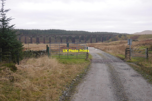 Photo 6"x4" Forest edge, Cullendoch Big Water of Fleet c2020