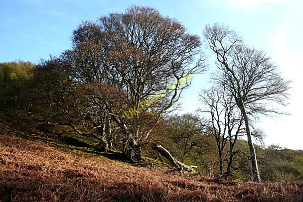 Photo 6"x4" Woodland Giants Arduaine c2009