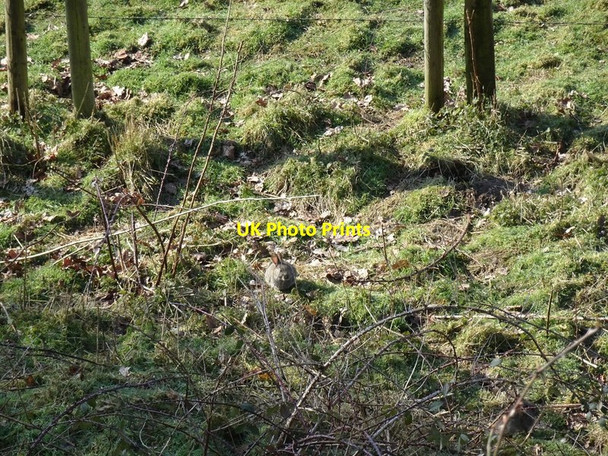 Photo 6"x4" Wombourne Burrow Orton\/SO8695 c2020