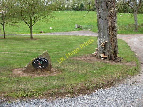 Photo 6"x4" Diseased tree near Hartleton Farm entrance Bromsash c2009