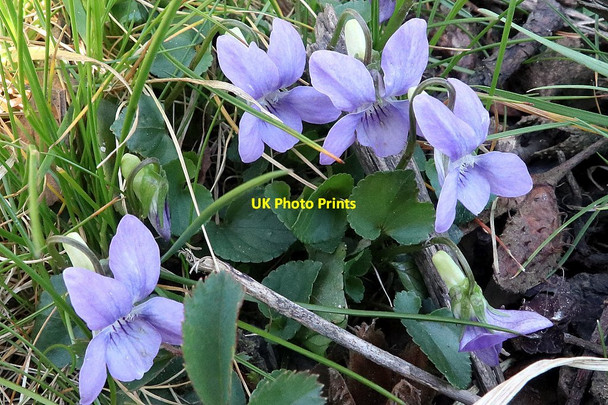 Photo 6"x4" Violets, Close House Golf Course Houghton\/NZ1266 c2020