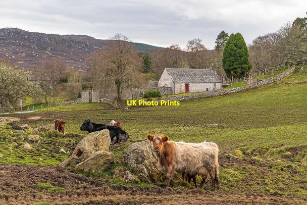 Photo 6"x4" Cattle in a field at Dunlichity Crask\/NH6633 c2020