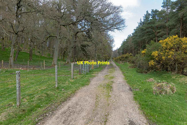 Photo 6"x4" Track through Racecourse Wood Dochgarroch c2020