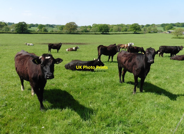 Photo 6"x4" Young cattle at Kingswood Farm Hardington Marsh c2020
