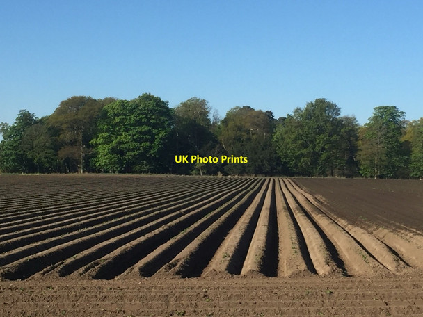 Photo 6"x4" Potato rigs, Luffness Mains Ballencrieff c2020
