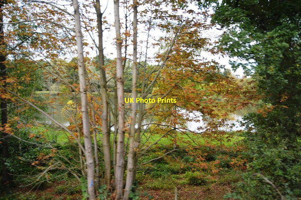 Photo 6"x4" Witley Pond Culmer c2018