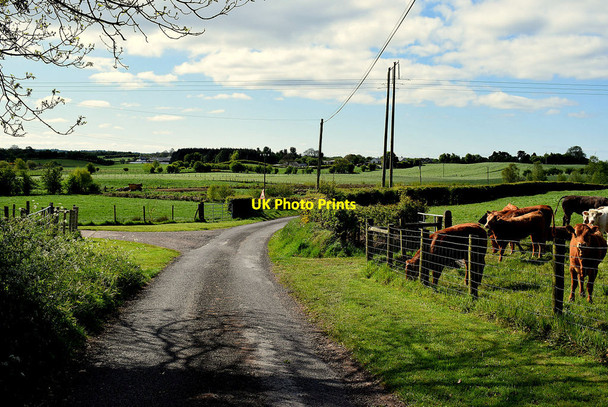 Photo 6"x4" Cattle along Lisboy Road Beragh c2020