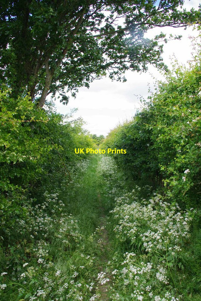 Photo 6"x4" Bridleway PROW 198_28 Manwood Green c2020