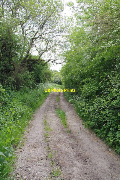 Photo 6"x4" Bridleway Near Cannon's Green Cannon's Green c2020