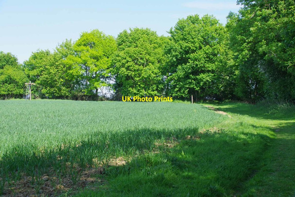 Photo 6"x4" Bridleway Near Little Laver Hall Little Laver c2020