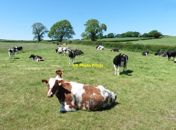 Photo 6"x4" Cattle on Down Hill Morchard Road c2020