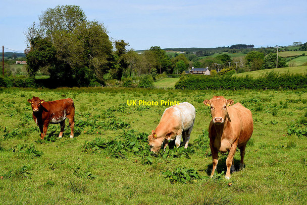 Photo 6"x4" Cattle, Crew Ballygawley\/H6357 c2020