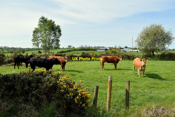 Photo 6"x4" Cattle, Ramackan Sixmilecross c2020