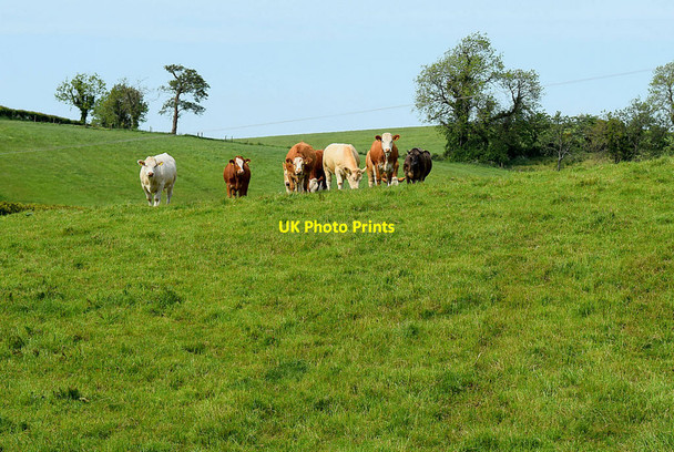 Photo 6"x4" Cattle on a hillside, Dunnamona Fintona c2020