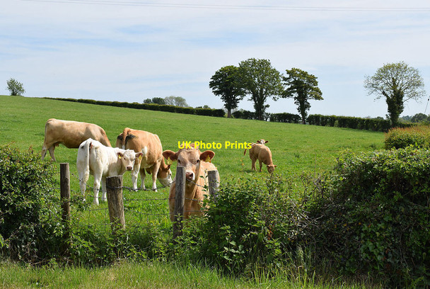 Photo 6"x4" Cattle, Dunnamona Fintona c2020