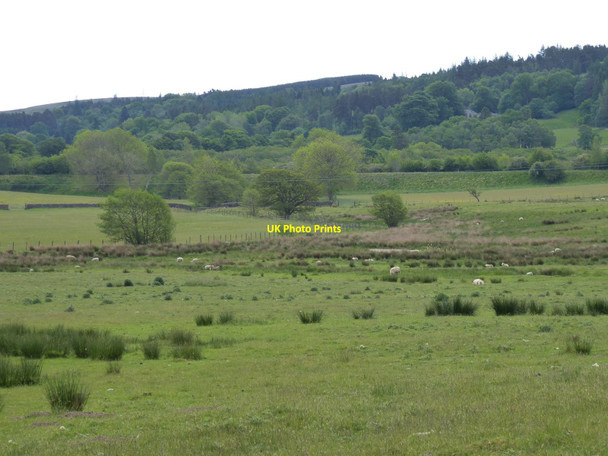 Photo 6"x4" Sheep in rough pasture Charlton\/NY8085 c2020