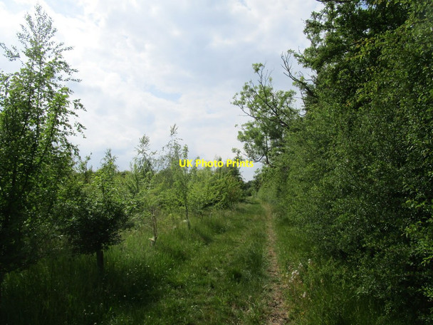 Photo 6"x4" Bridleway and young plantation Plungar c2020