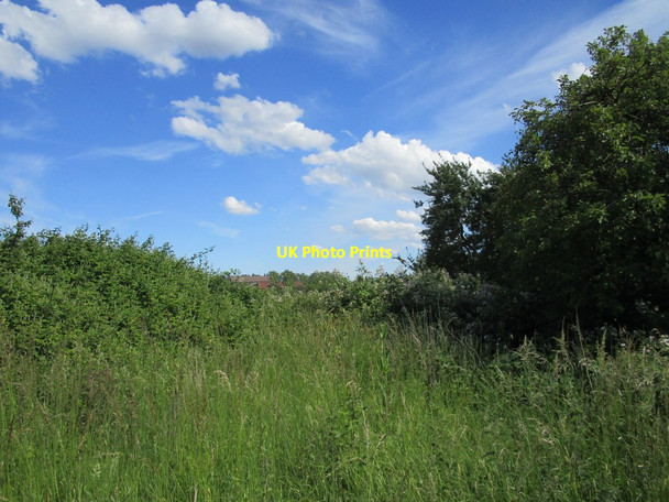 Photo 6"x4" Overgrown byway Walton Highway c2020