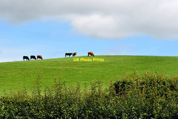 Photo 6"x4" Cattle on a hill, Edenderry Omagh c2020