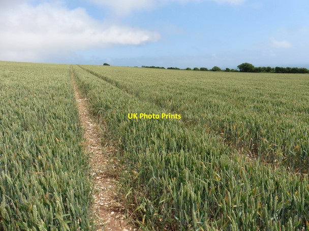 Photo 6"x4" Wheat field above Bindon Cliffs Axmouth c2020