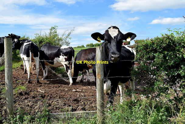 Photo 6"x4" Cattle, Laragh Beragh c2020