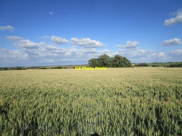 Photo 6"x4" Wheat field and willow trees around a pond Hargrave\/TL0370 c2020