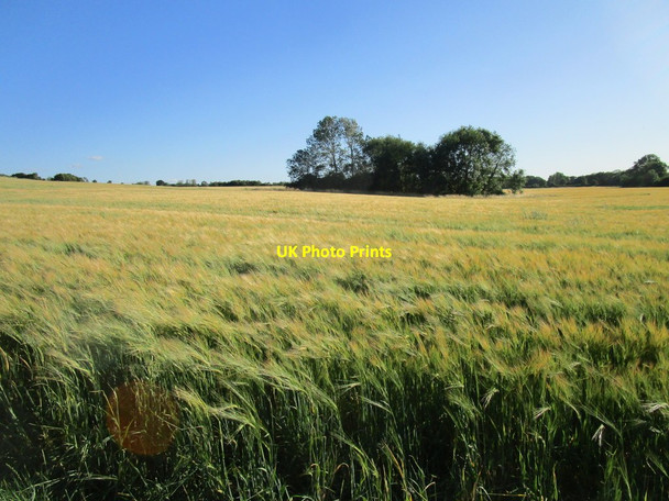 Photo 6"x4" Barley field and trees round a pond Covington\/TL0570 c2020