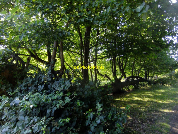 Photo 6"x4" Recumbent lime tree, Petersham Park Richmond\/TQ1874 c2020
