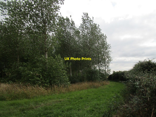Photo 6"x4" Bridleway alongside a poplar plantation Bythorn c2020