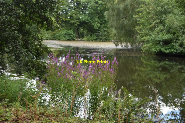 Photo 6"x4" Pond, Kenwood Estate Hampstead\/TQ2685 c2019