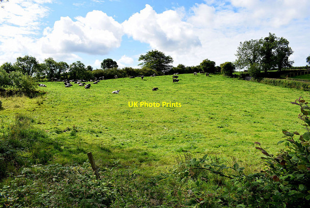 Photo 6"x4" Cattle in a field, Deer Park (Clarke) Omagh c2020