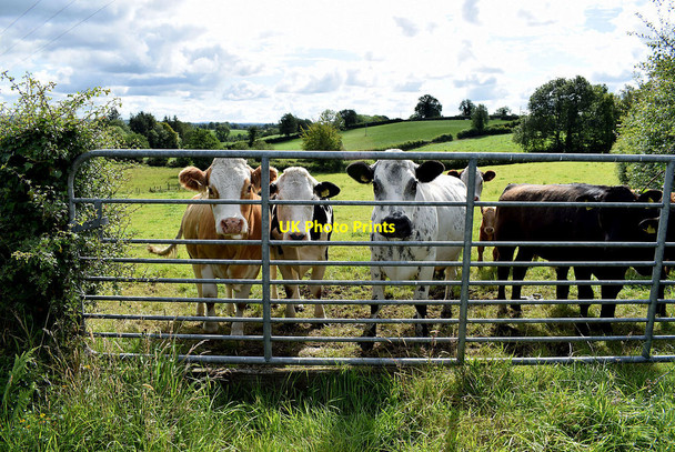 Photo 6"x4" Cattle behind a gate, Deer Park (Clarke) Omagh c2020
