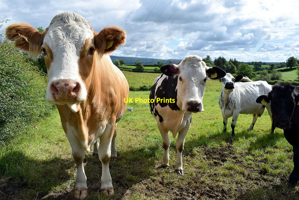 Photo 6"x4" Cattle, Deer Park (Clarke) Omagh c2020