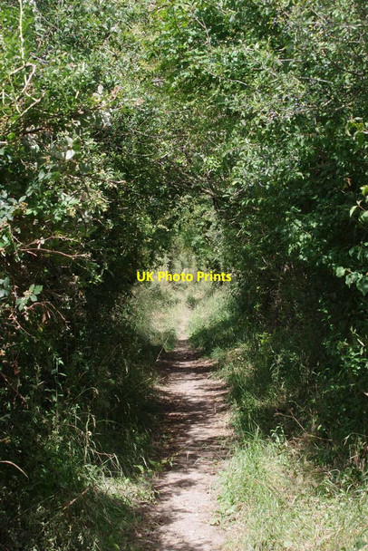 Photo 6"x4" Green Tunnel on Bridleway 10_69 Further Ford End c2020