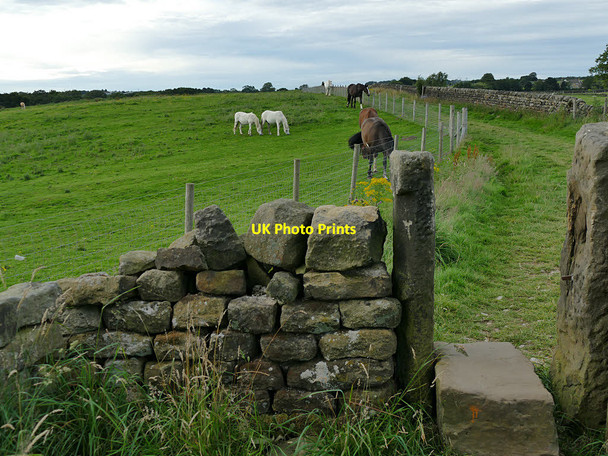Photo 6"x4" Stile, bridleway and horses Guiseley c2020