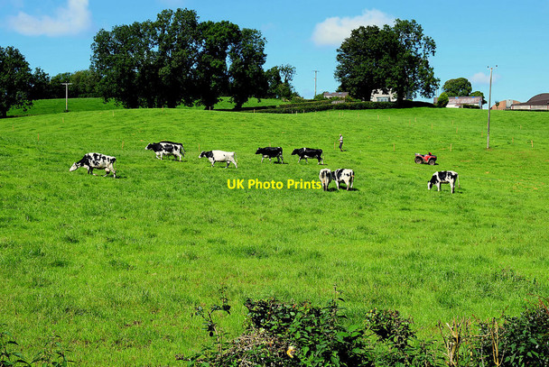 Photo 6"x4" Field with cattle, Gargadis Trillick c2020