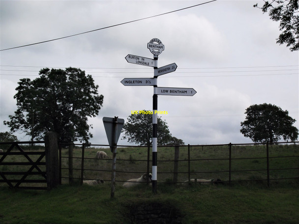 Photo 6"x4" Sheep at pasture Barnoldswick\/SD6671 c2012