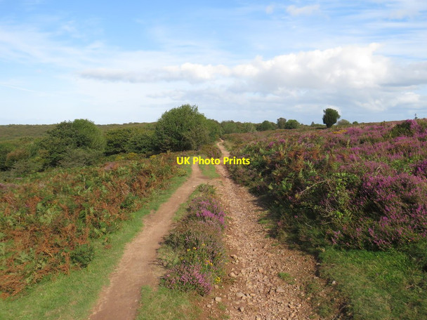 Photo 6"x4" Path and heather on the Quantock Hills, near Crowcombe Friarn c2020