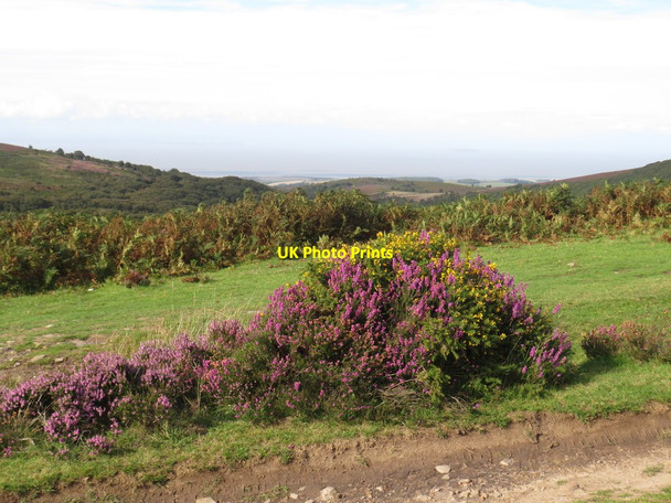 Photo 6"x4" Heather on the Quantock Hills Friarn c2020