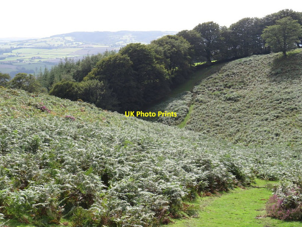 Photo 6"x4" Path on the Quantock Hills, near Bicknoller Bicknoller c2020